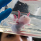 An axolotl in a regenerative therapy lab in Dresden in 2015.